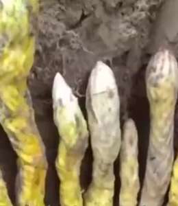 一夜暴富！男子上山挖竹笋挖到7条"小金蛇"！