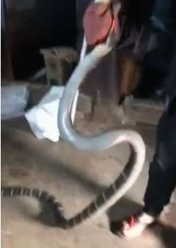 眼镜王蛇闯农户卧室吓坏母女 被抓后一称8斤多重