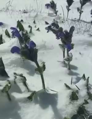 新疆吉木乃县6月飞雪 一夜间重回冬天