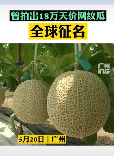 曾拍出18万天价网纹瓜全球征名