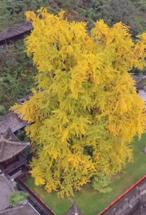 西安古观音禅寺千年银杏树迎最佳观赏期