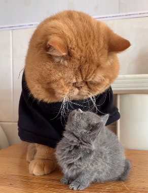 两只可爱又萌的猫咪，差距竟然这么大！