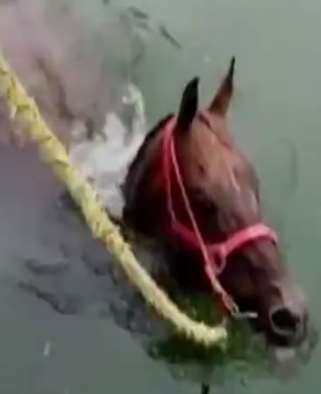 山东小伙直播马游泳引围观