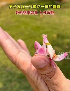 男子西双版纳游玩发现一只兰花螳螂 外形美如花十分娇艳