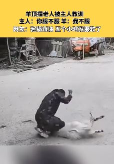 羊因顶撞老人被主人教训后仍不服