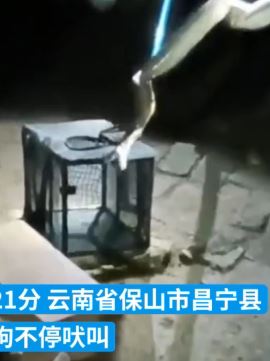 狗不停吠叫向主人示警 两米多长眼镜蛇藏匿鸡舍