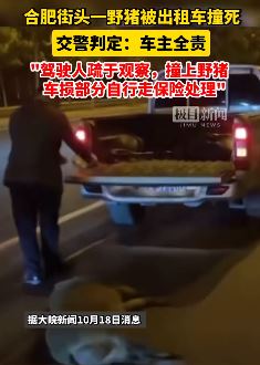 合肥街头一野猪被出租车撞死 交警：车主疏于观察全责