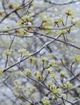 陕西佛坪10万余亩山茱萸开放，与雪景交相辉映美如画