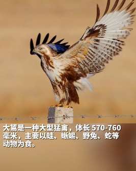 上海时隔78年再现大鵟（kuáng），网友：看其名就知其不简单