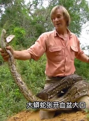 蛇王奥斯汀徒手抓非洲岩蟒 差点被岩蟒割了腰子