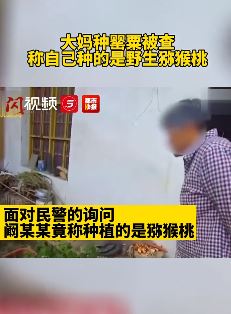 大妈种罂粟被查还说是野生猕猴桃 网友:这是猕猴桃被黑的最惨的一次