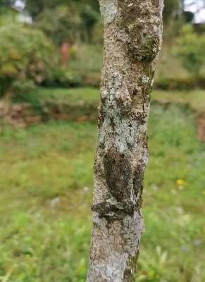 伪装高手：来看看树上爬的到底是什么？