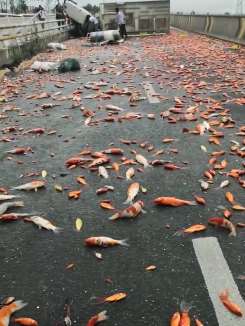 贵阳一小货车匝道桥上侧翻 车上锦鲤鱼掉落一地