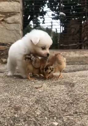 和平共处，小狗与小鸡的幸福生活！