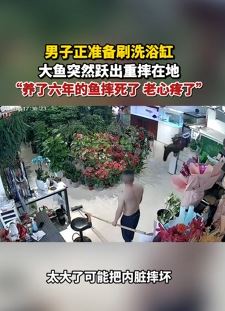 河北保定一男子准备刷鱼缸 养6年的大鱼跃出摔地而死