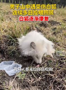 男子山口求助受伤白狐引网友热议：千年后又是一段美好的佳话！