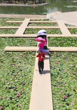 打卡包头锦林公园赏睡莲