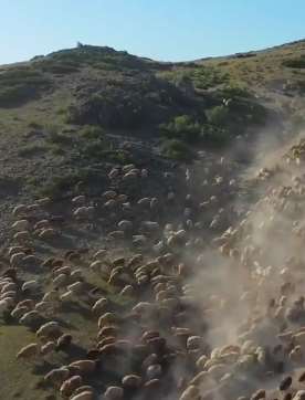 航拍阿勒泰牛羊夏季转场 场面十分震撼！