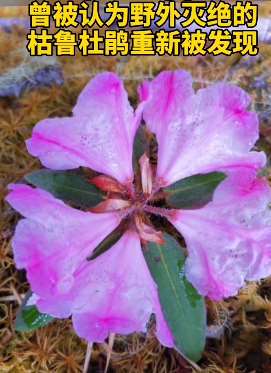已宣布灭绝枯鲁杜鹃被重新发现