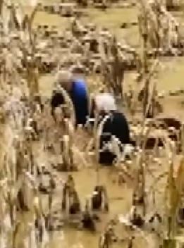 丰收季节遇暴雨 老俩口积水中抢收玉米