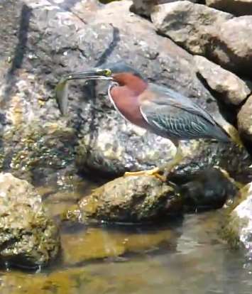 来看看这些动物，它们天生就是约鱼高手，转眼就逮到一条鱼！
