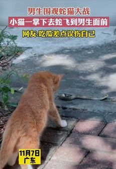 男子围观蛇猫大战差点被误伤 本想"吃瓜"险些被蛇咬