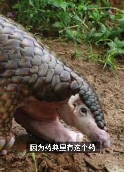 穿山甲从《中国药典》中除名