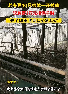 老夫妻40只羊被偷悬赏万元找线索
