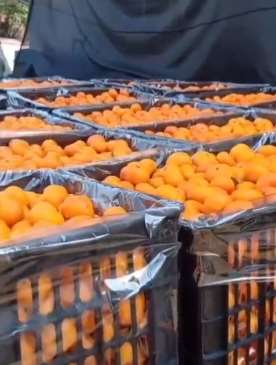 村民大量蜜桔滞销 3毛一斤都难卖
