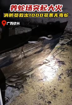 广西灵山一养蛇场发生火灾 千余条无毒蛇被消防救出