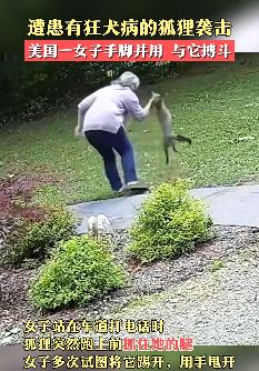 美国一女子打电话时遭患狂犬病的狐狸袭击