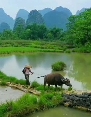 多么美好的田园生活，你羡慕吗！