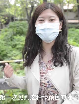 洛阳一公园镇园之宝绿牡丹盛开 有保安专门看护