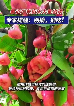 广东街头现大量粉色果实 提醒市民别摘别吃