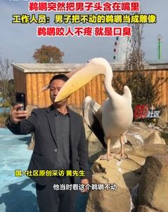 游客景区与鹈鹕合影被咬头