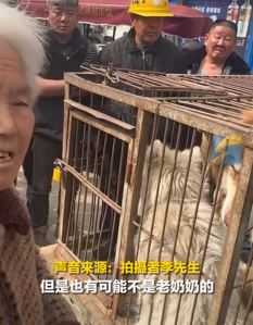 老人失踪多日爱犬在肉狗车中被找到