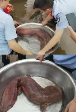 四川金沙江发现30斤重野生娃娃鱼