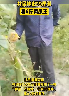 陕西安康一村民种出59cm4斤多重黄瓜
