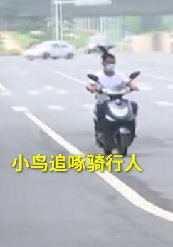 郑州街头多人被小鸟追着啄脑袋