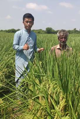 农大高才生异国推广杂交水稻
