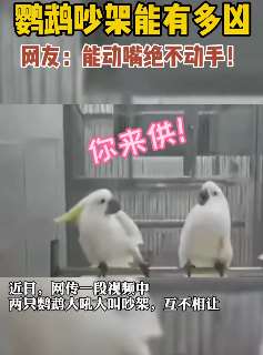 笑喷！两只鹦鹉吵架能动嘴绝不动手!