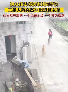 2女孩去邻居家找同学玩 其中一人被3条大狗追