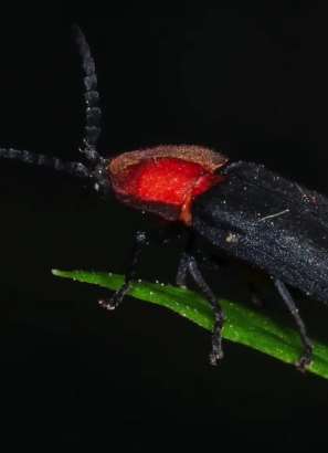 3个萤火虫新种在云南被发现 哪生态好就在哪发光