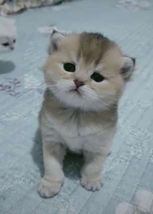 这个小猫咪太招人喜欢了，有没有萌到你呢？