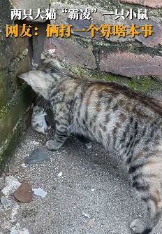 两只猫咪轮番吓唬一只小仓鼠  小仓鼠躲墙角吓得一动不动