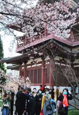 西安青龙寺樱花竞相开放 引各地游客前来赏樱