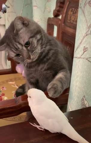 可爱的猫咪忍不住想摸摸鹦鹉，但始终下不手！