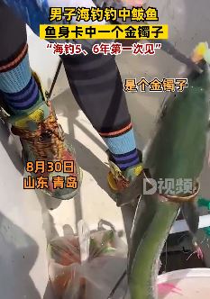 青岛一男子海钓钓到一条卡着金镯子的鲅鱼