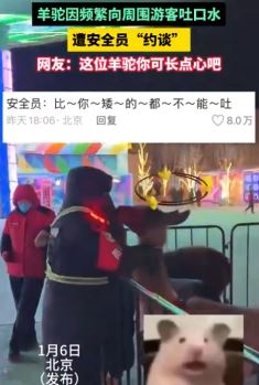 羊驼因频繁向游客吐口水遭安全员“约谈”