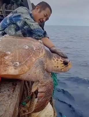 好心渔民放生千年海龟